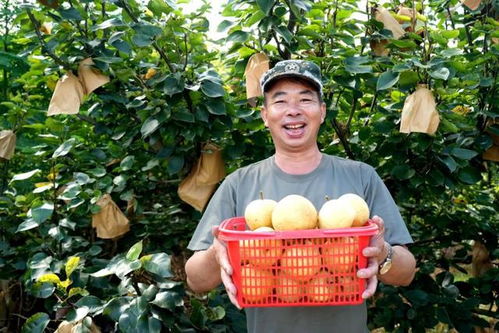 福建永定臺灣脆梨豐收上市，生態(tài)農(nóng)業(yè)守護無脊椎動物多樣性